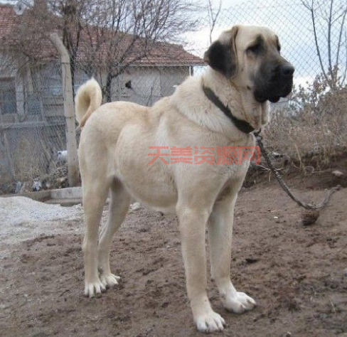 坎高犬的威猛與忠誠？你所不知道的土耳其猛犬