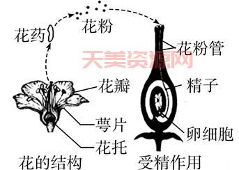 两个精子的命运？被子植物的独特繁殖方式