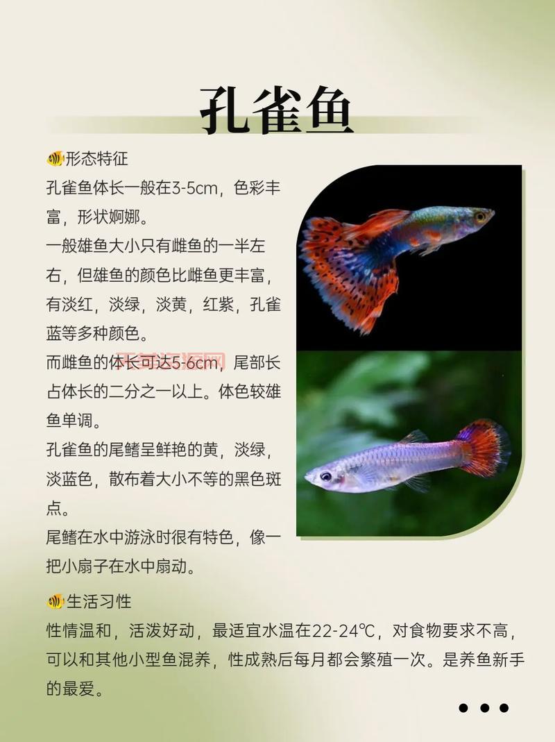 绿河豚(金娃娃)：新手饲养指南及注意事项
