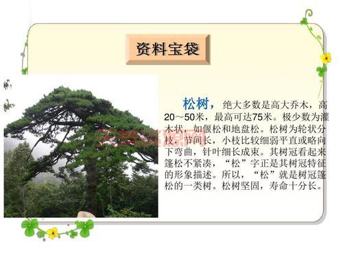 松树的介绍：特性、种类、分布及文化象征全解析