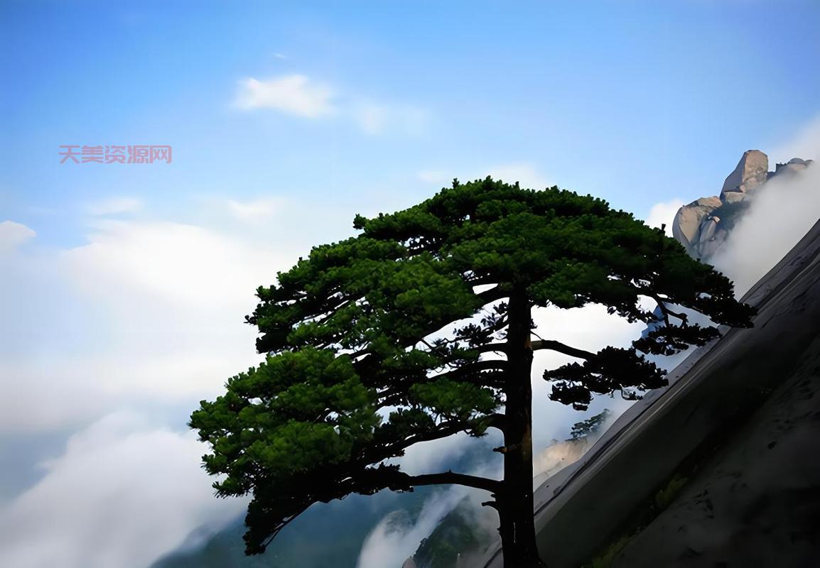 松树的介绍：特性、种类、分布及文化象征全解析