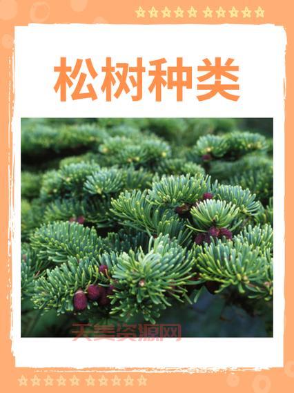 松树的介绍：特性、种类、分布及文化象征全解析
