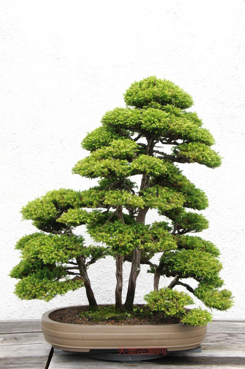 松树的介绍：特性、种类、分布及文化象征全解析