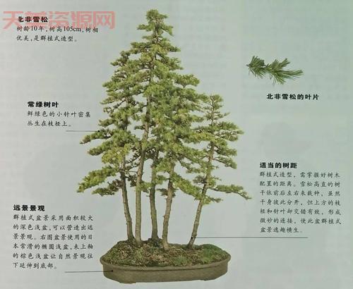 松树的介绍：特性、种类、分布及文化象征全解析