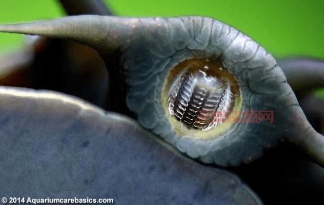 你绝对想不到！蜗牛有多少颗牙齿？密密麻麻吓死人