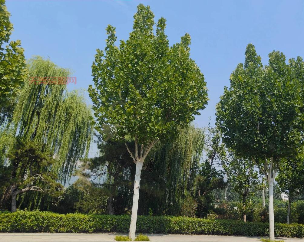 走马观花的走竟然不是走？真正含义竟然是这个！