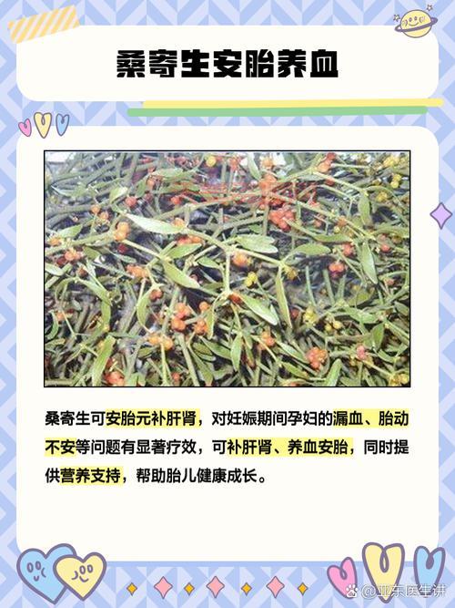 榭寄生用途多，祛风湿补肝肾，你了解多少？