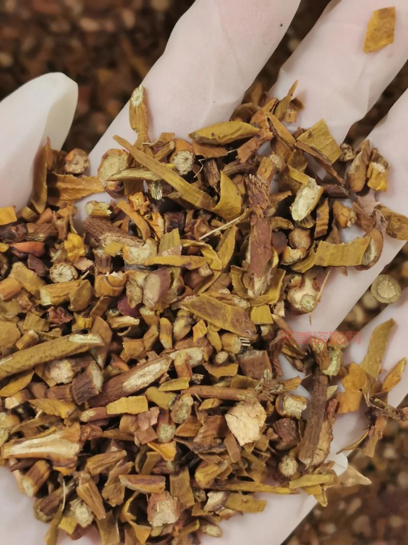 榭寄生用途多，祛风湿补肝肾，你了解多少？