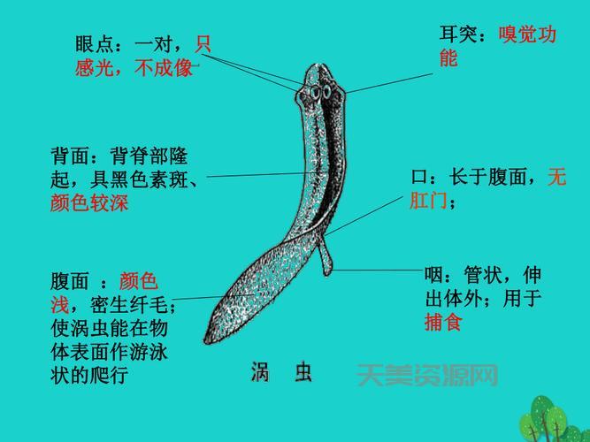 扁形动物是什么？带你认识这些“小可爱”！