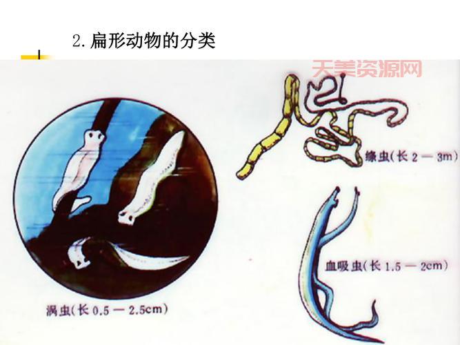扁形动物是什么？带你认识这些“小可爱”！
