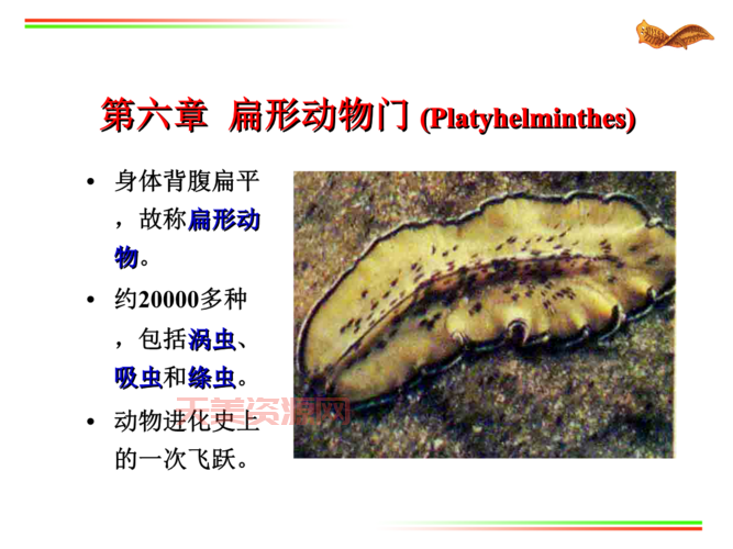 扁形动物是什么？带你认识这些“小可爱”！