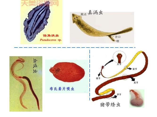 扁形动物是什么？带你认识这些“小可爱”！