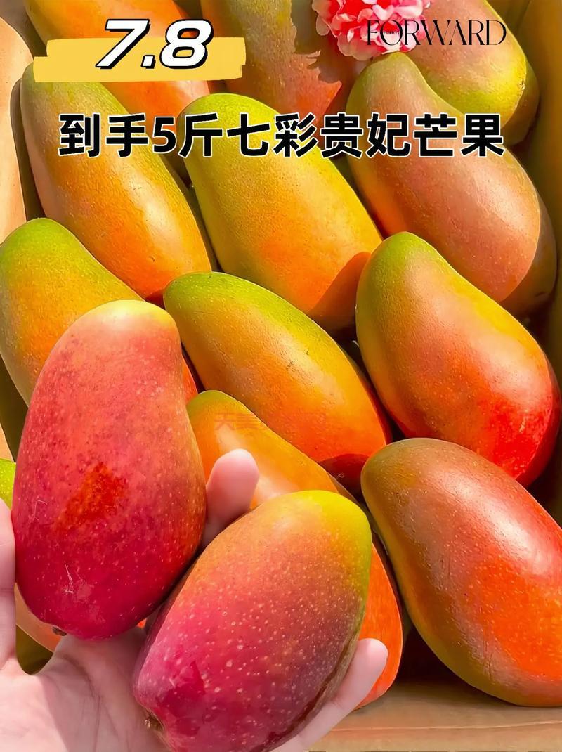 你知道芒果的英文吗？分享芒果的有趣小知识！