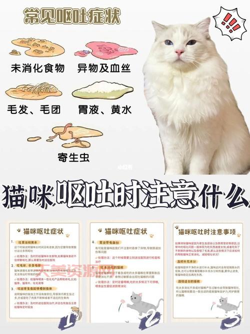 猫咪呕吐了怎么办？这几种情况铲屎官要注意！