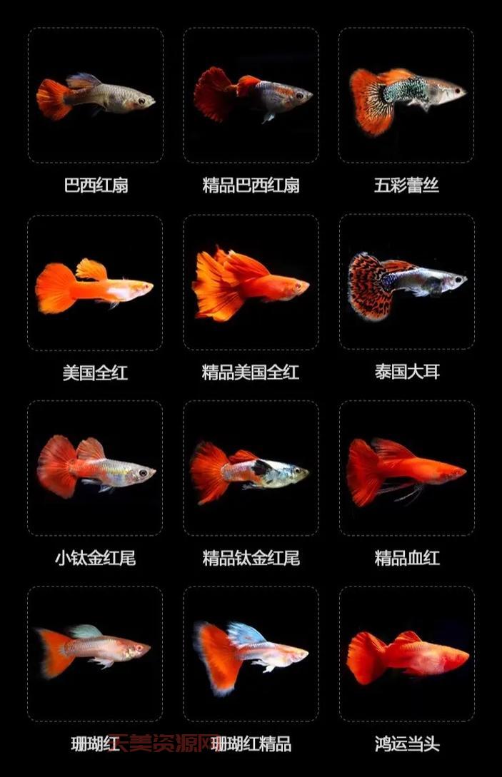 想养热带鱼不知道怎么选？常见热带鱼的种类汇总！