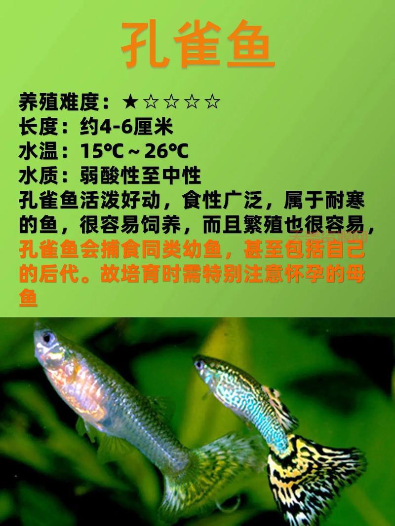 想养热带鱼不知道怎么选？常见热带鱼的种类汇总！