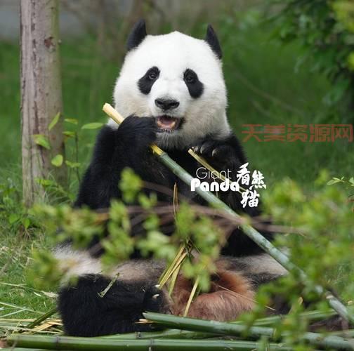 大熊猫吃什么？最喜欢竹子也吃点别的呢！