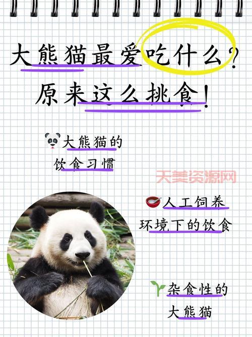 大熊猫吃什么？最喜欢竹子也吃点别的呢！