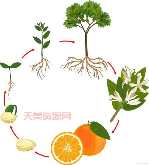 植物的生长过程是怎样的？看完这篇你就懂了！