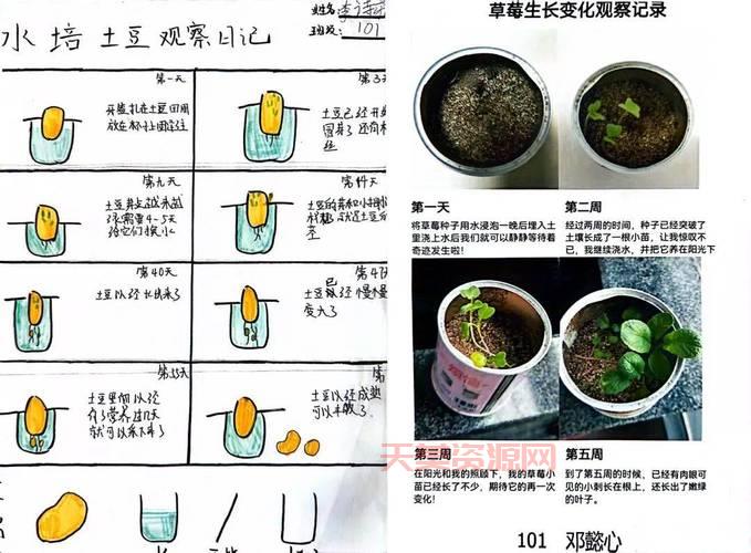 植物的生长过程是怎样的？看完这篇你就懂了！