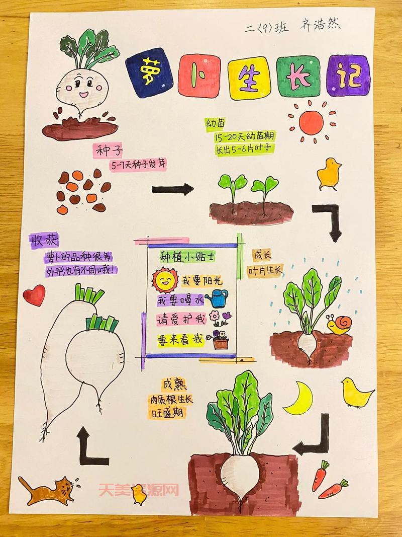 植物的生长过程是怎样的？看完这篇你就懂了！
