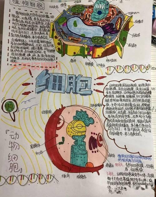 人体细胞有什么用？简单几句话讲清楚它的作用！