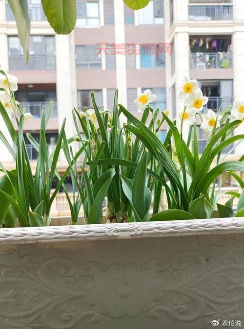 水仙花能不能在室内养？看完这篇就有答案！