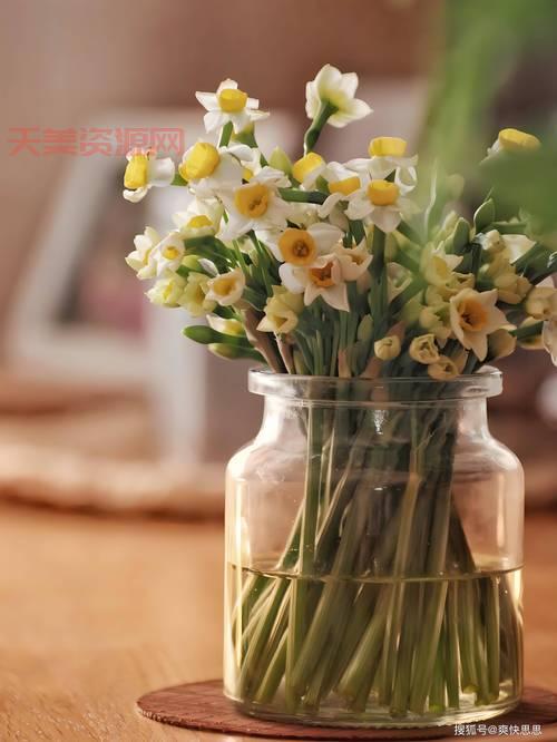 水仙花能不能在室内养？看完这篇就有答案！