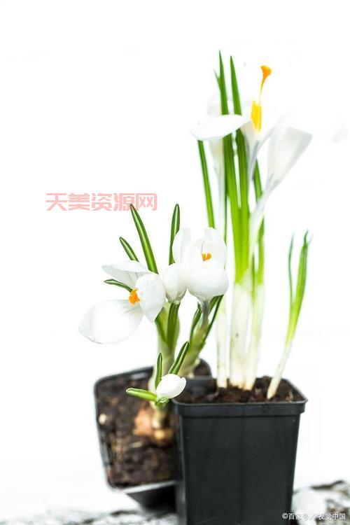 水仙花能不能在室内养？看完这篇就有答案！