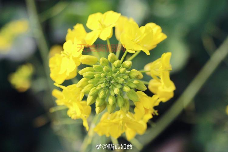 麦花雪白菜花稀美景在哪？这几个地方别错过！