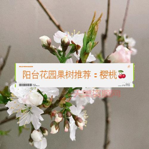 樱桃是先开花还是先长叶？这篇文章一次讲清楚！