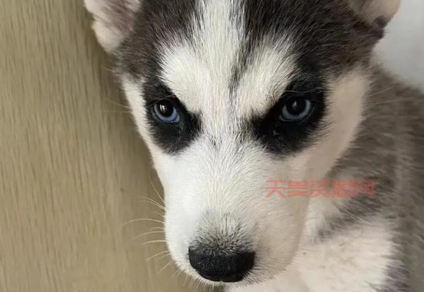 哈士奇多少钱一只？买哈士奇必须要做的准备！