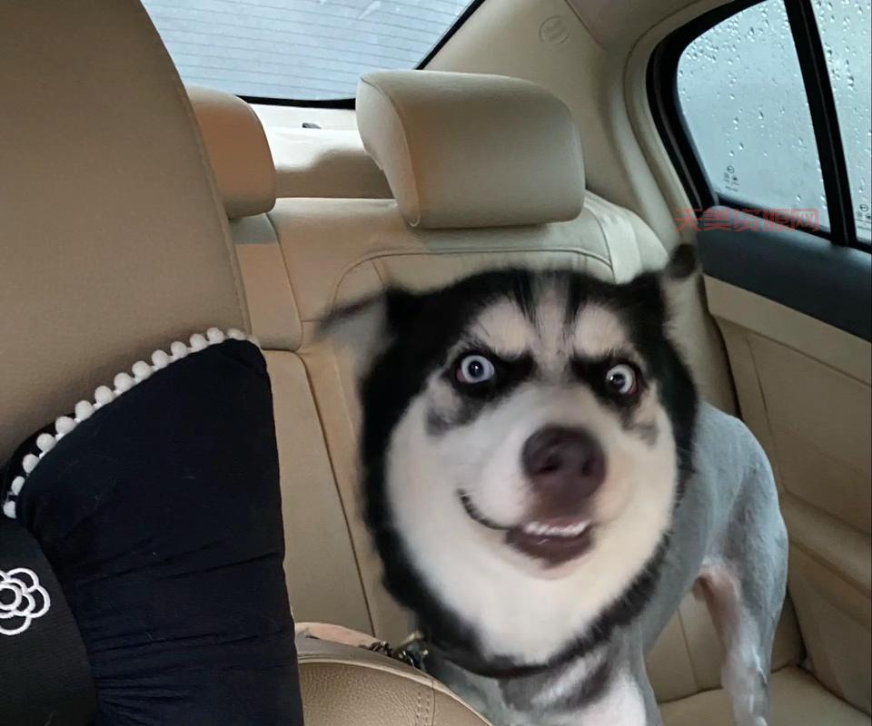 哈士奇多少钱一只？买哈士奇必须要做的准备！