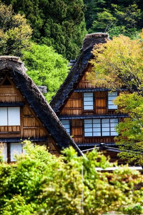 日本落樱季最新攻略，带你玩转浪漫樱花之旅！