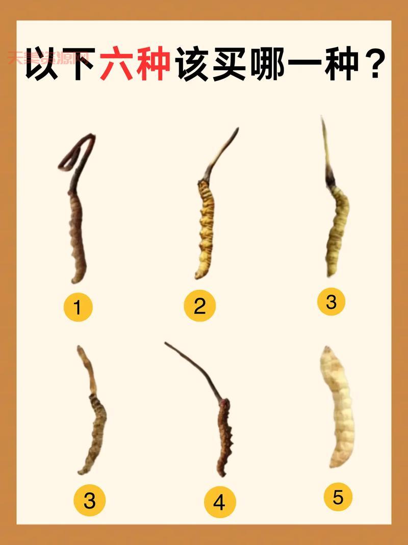 冬虫夏草酒的功效大揭秘，长期喝了身体会怎样？