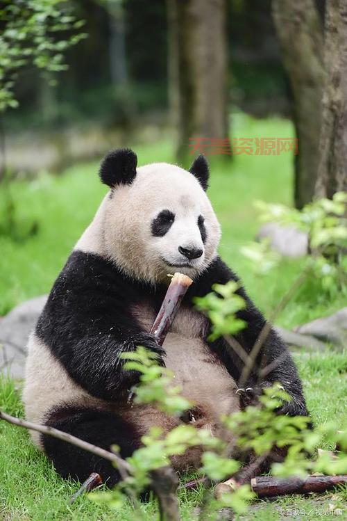 熊猫的特点很有趣！带你认识不一样的熊猫！