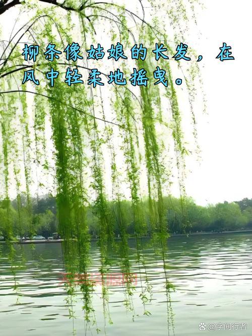柳树叶子像什么形状？这几种比喻太形象了！