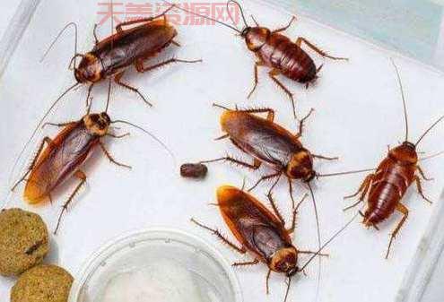 小蟑螂怕什么？用这些东西让它不敢来你家！