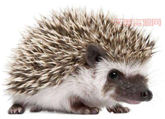 刺猬吃什么食物？原来它们喜欢吃这些！
