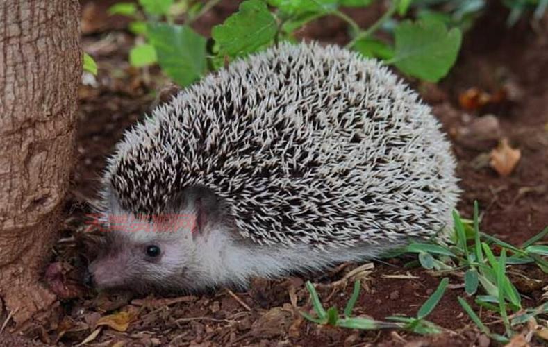 刺猬吃什么食物？原来它们喜欢吃这些！