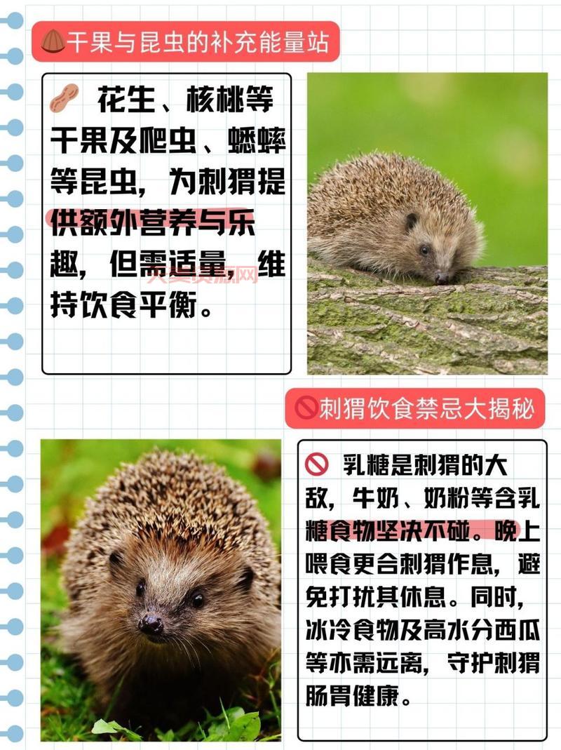 刺猬吃什么食物？原来它们喜欢吃这些！