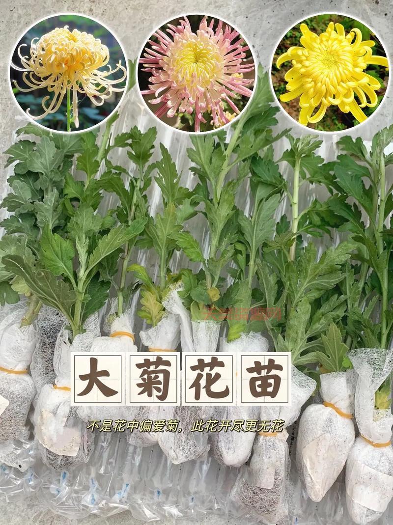 不是花中偏爱菊的下一句是什么？赶紧收藏！