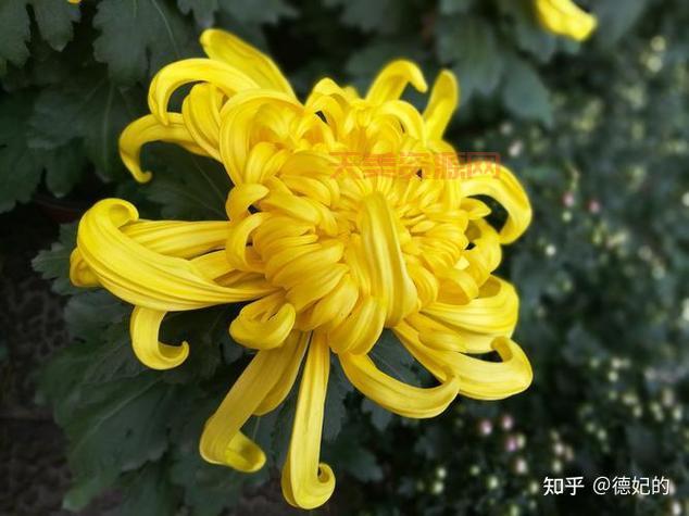 不是花中偏爱菊的下一句是什么？赶紧收藏！