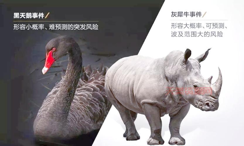 黑天鹅和灰犀牛事件是什么意思？一文解释清楚！