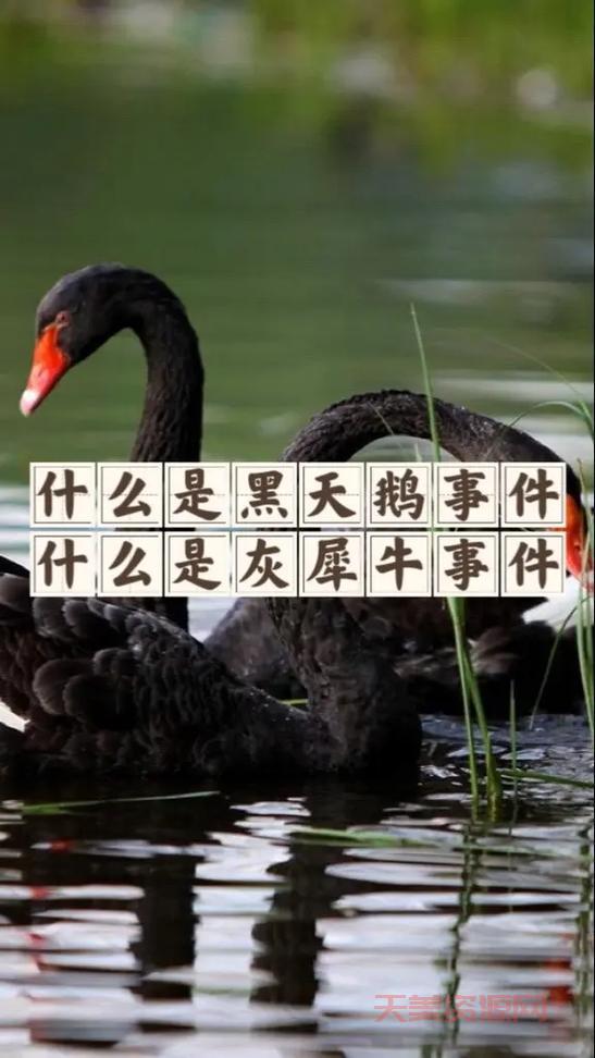 黑天鹅和灰犀牛事件是什么意思？一文解释清楚！