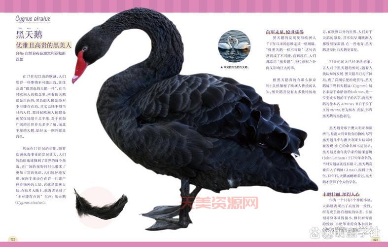 黑天鹅和灰犀牛事件是什么意思？一文解释清楚！