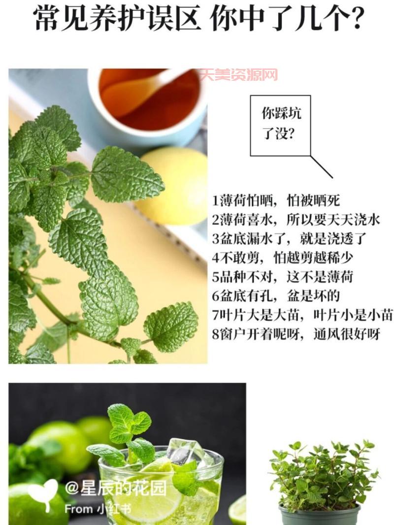 想知道薄荷成分是什么？这篇文章一次性讲清楚！