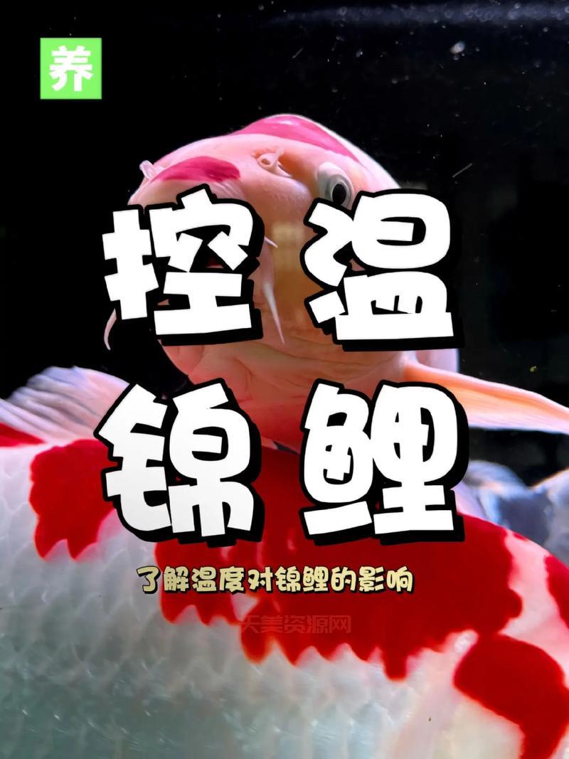 锦鲤体质如何养成？普通人也能拥有的好运秘籍！