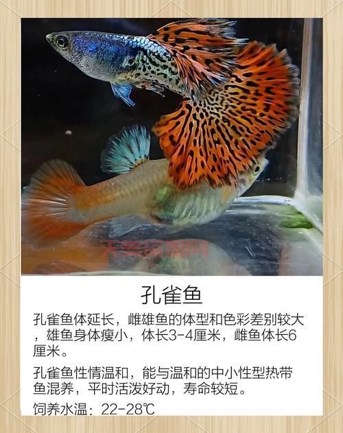 想养热带鱼？先看看这份热带鱼种类挑选攻略！
