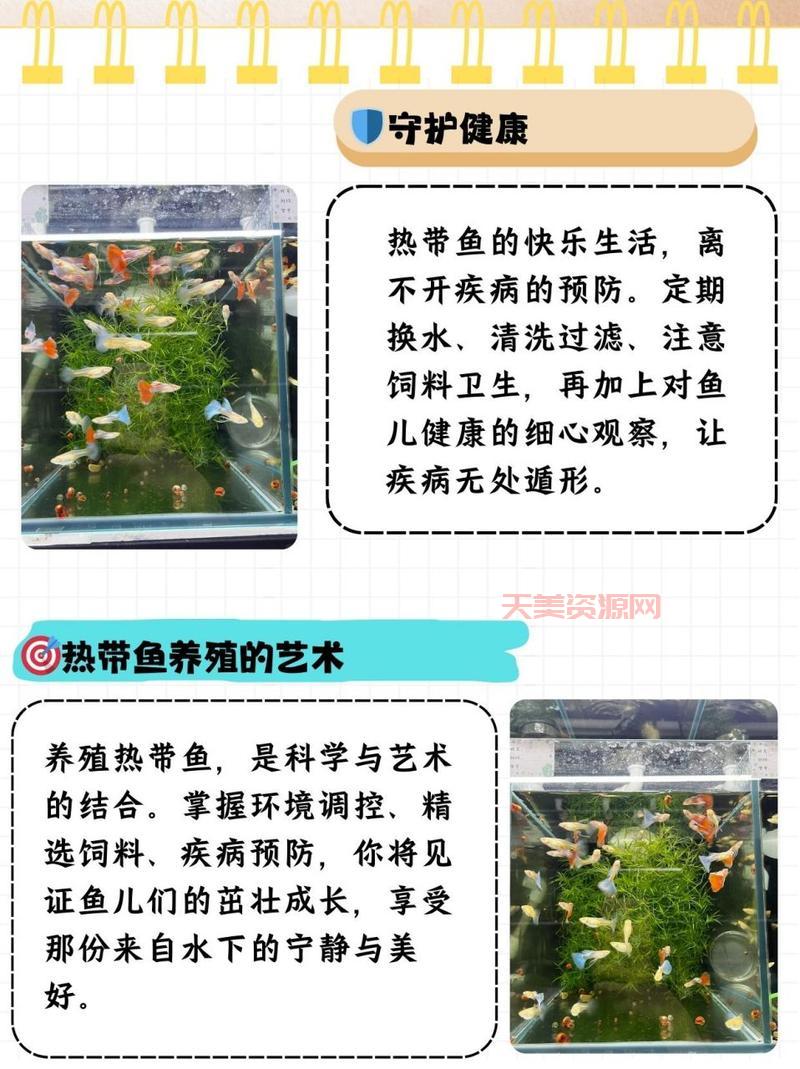 想养热带鱼？先看看这份热带鱼种类挑选攻略！